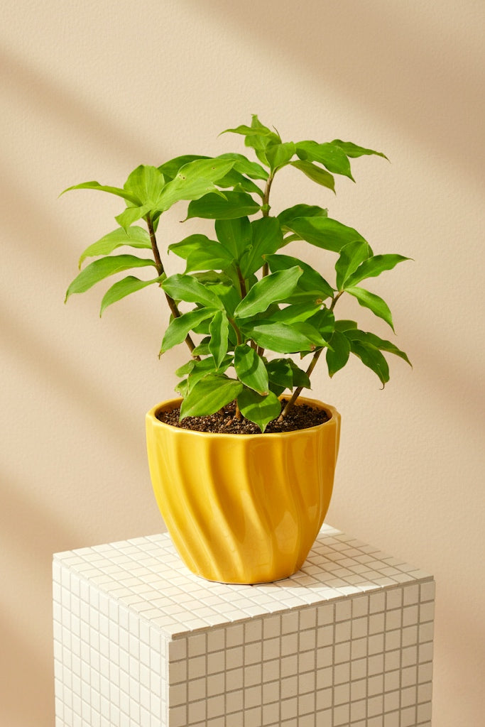 Potted Insulin plant in a yellow pot on a white grid surface with a beige background